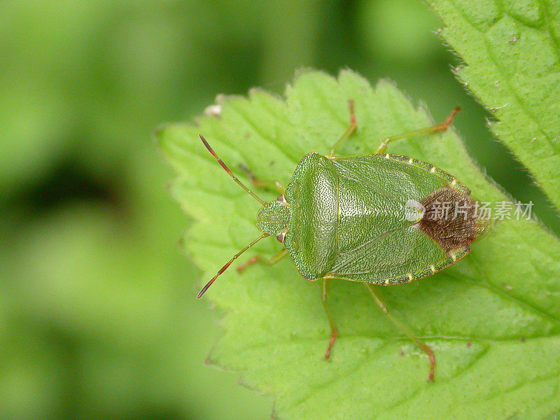 绿盾虫(Palomena prasina)